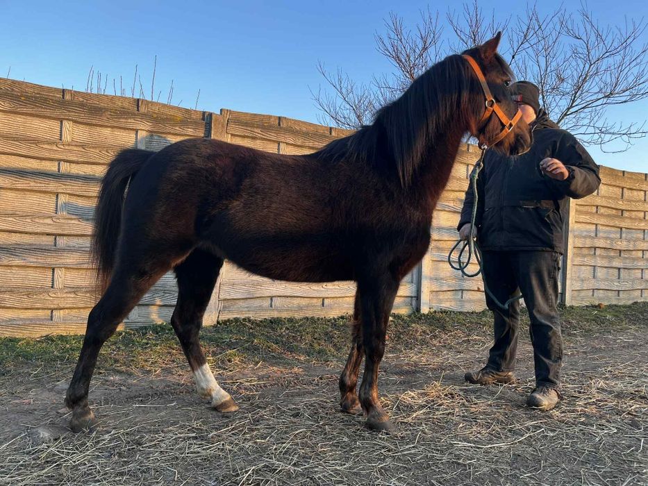 Sprzedam klacz walijską