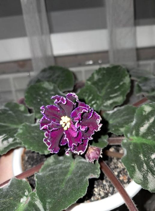 Фіалки , фіалки,