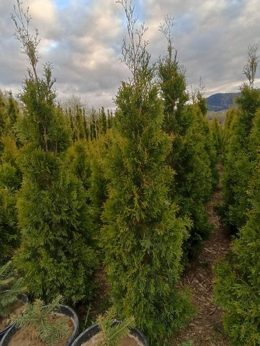 Tuje Thuje Szmaragd Aureospicata