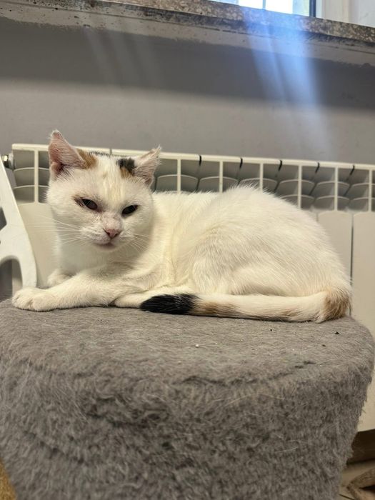 Precelina szuka domu