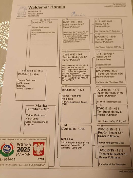 Sprzedam gołębie pocztowe po org. Puttmann.