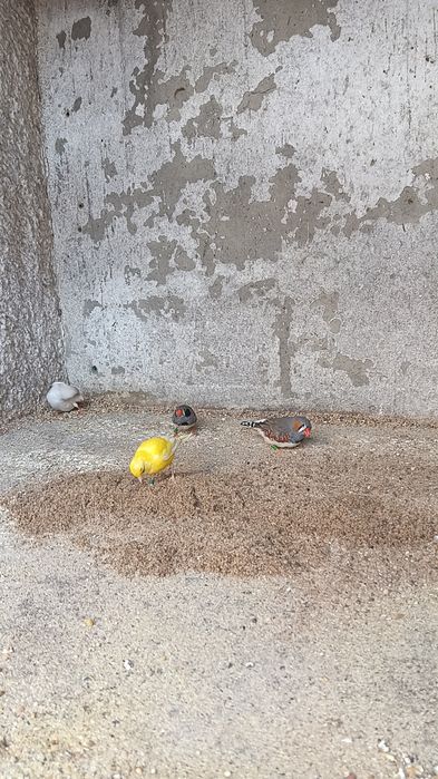 Mandarins disponiveis deste ano