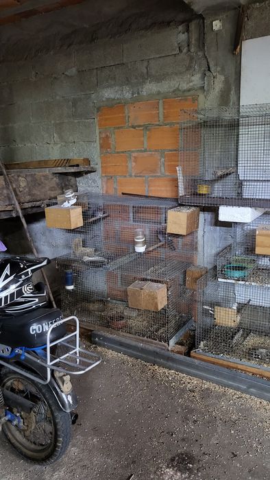 Vendo todos as minhas aves e viveiros