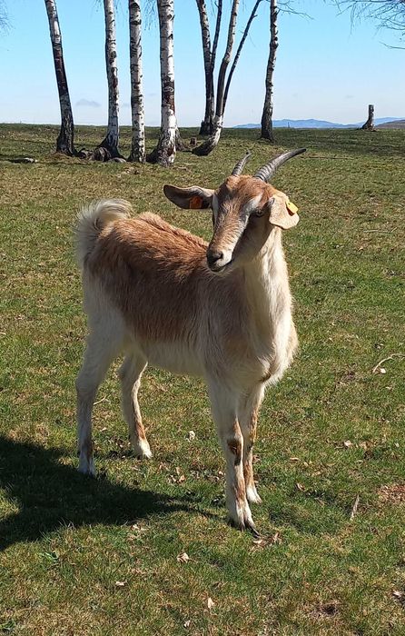 Roczna koza po koźle anglonubijskim.