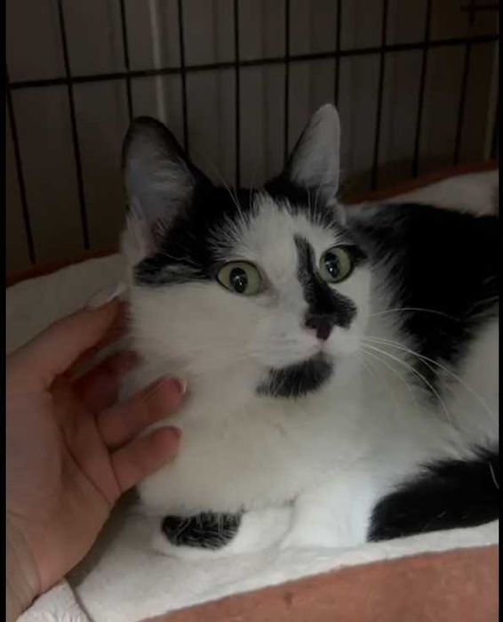 Piękna Łatka bardzo potrzebuje domu