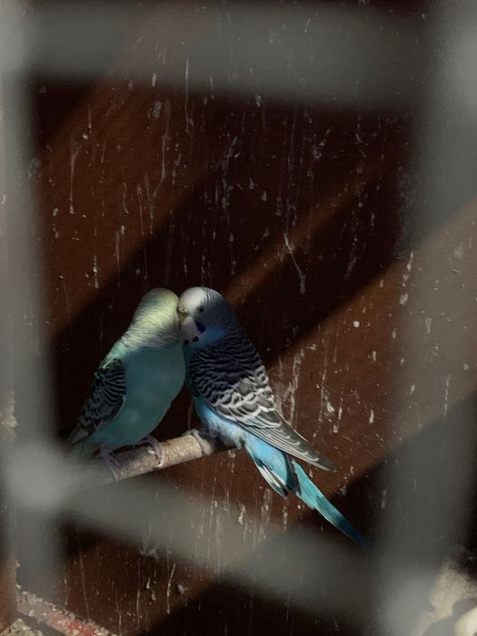 Casal de periquitos azuis