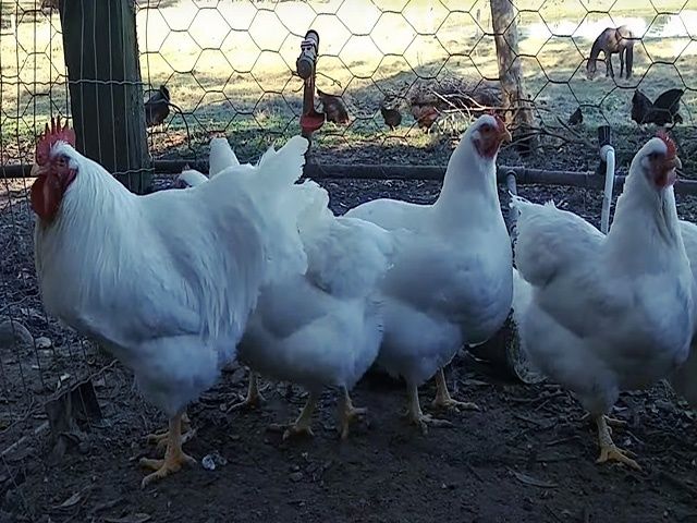 Яйце на інкубацію від породистих курей.Плімутрок білий,золото,срібло.