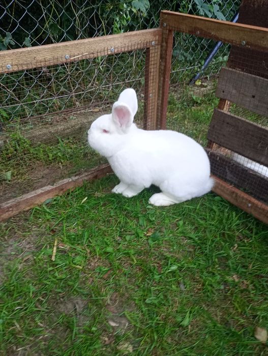 Nowozelandzkie Białe