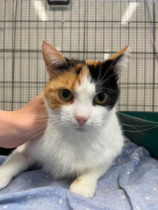 Ksena-Kotka szuka domu*