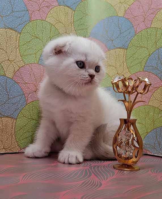 Домашние, воспитанные котята