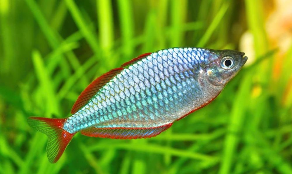 Peixe arco íris neon