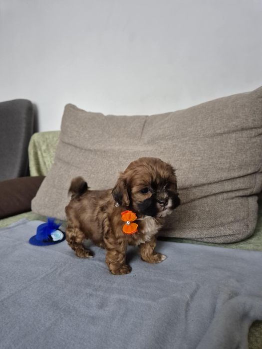 Shihpoo piesek (Pudel toy & shih tzu)