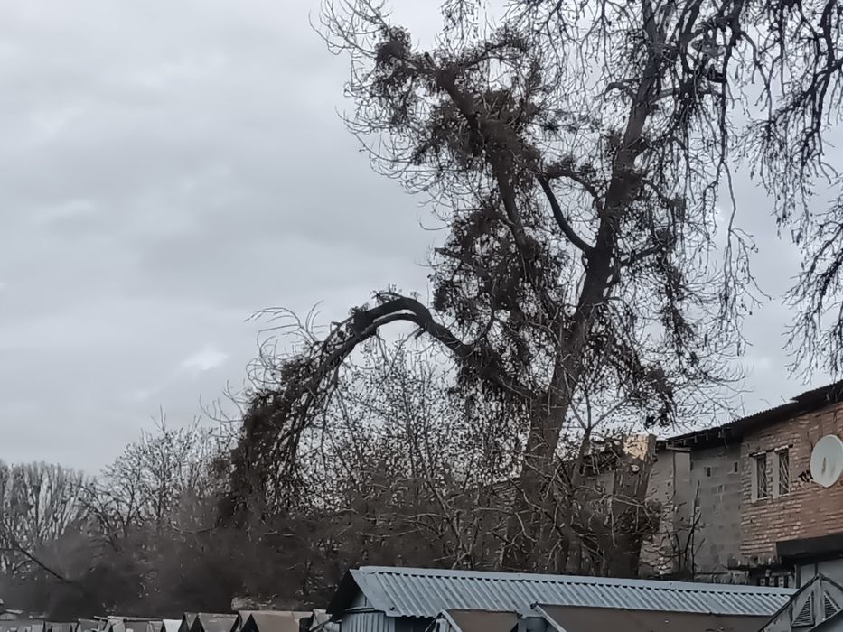 Дерева на дрова безкоштовно різні,тополя клен береза акація