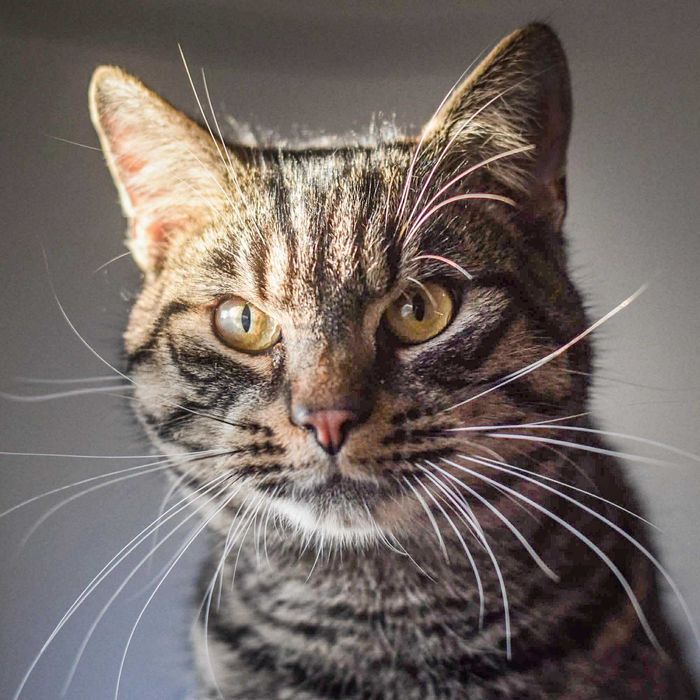 Przeuroczy kocurek Andiamo szuka domu