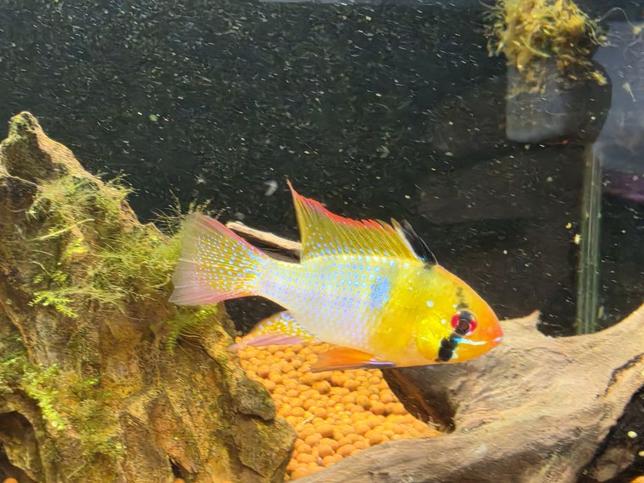 Ramirezi Véu (Mikrogeophagus Ramirezi)