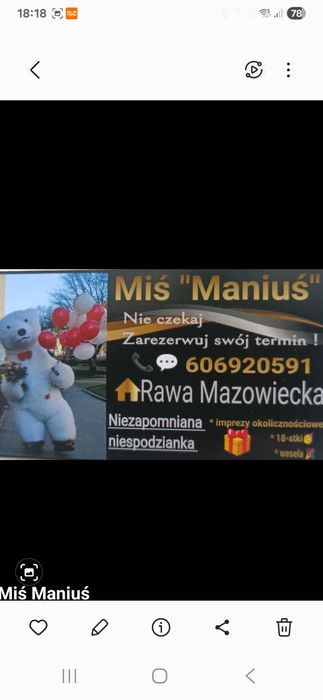 Miś, duży  mis na imprezy