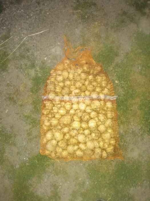 Ziemniaki paszowe 6zł