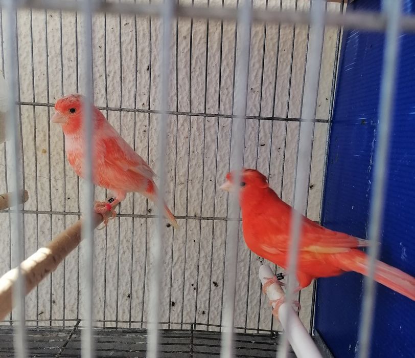 Canários poupa alemão vermelhos e sem poupa do ano 2025. .