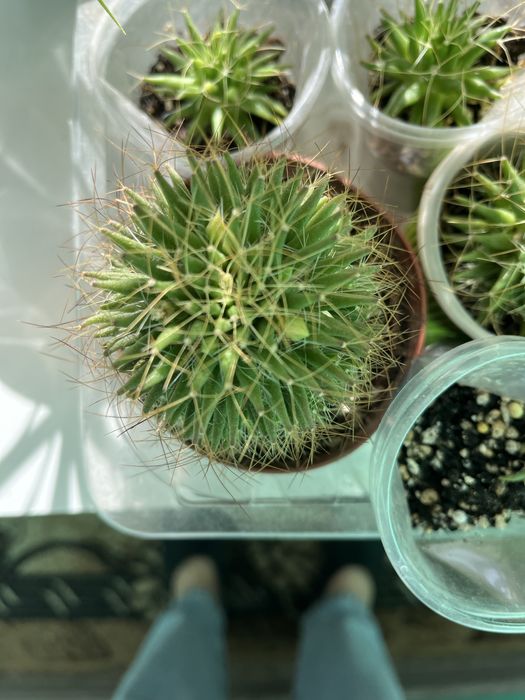 Кактуси маленькі й великі