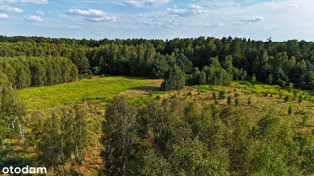 Działki budowlane w otoczeniu lasu