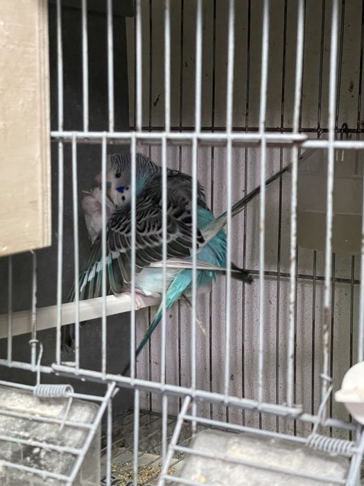 Casal de periquitos de poupa reprodutores