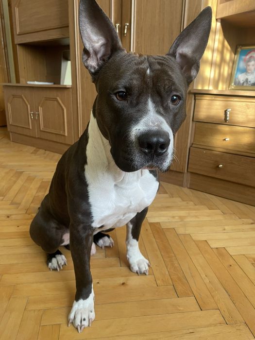 Лагідний дружелюбний молодий Пітбуль песик