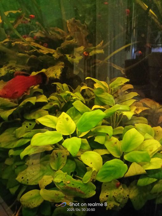 Anubiasy duże i szczepki