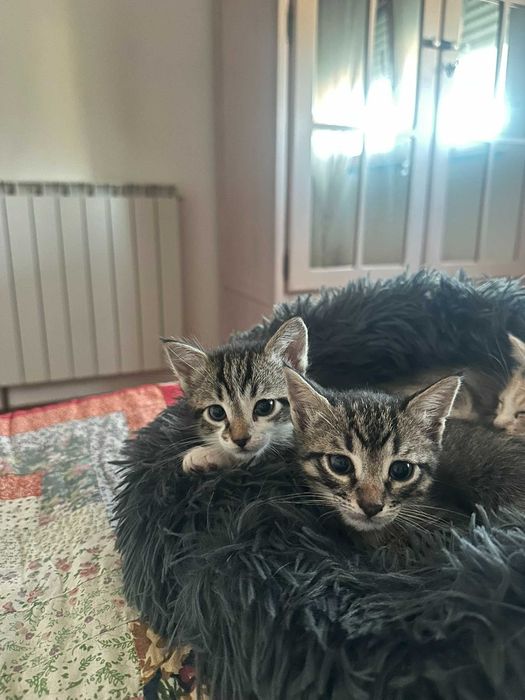 Gatinhos (M) para adoção responsável