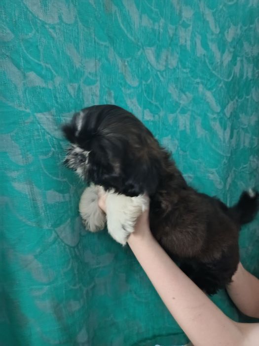 Маленька шитцуля дівчинка.