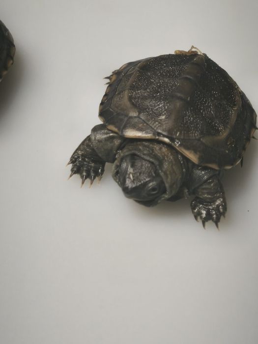 Żółw chiński (Mauremys reevesii) – łagodny, zdrowy, z dokumentami