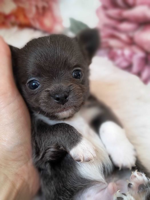 Chihuahua piesek