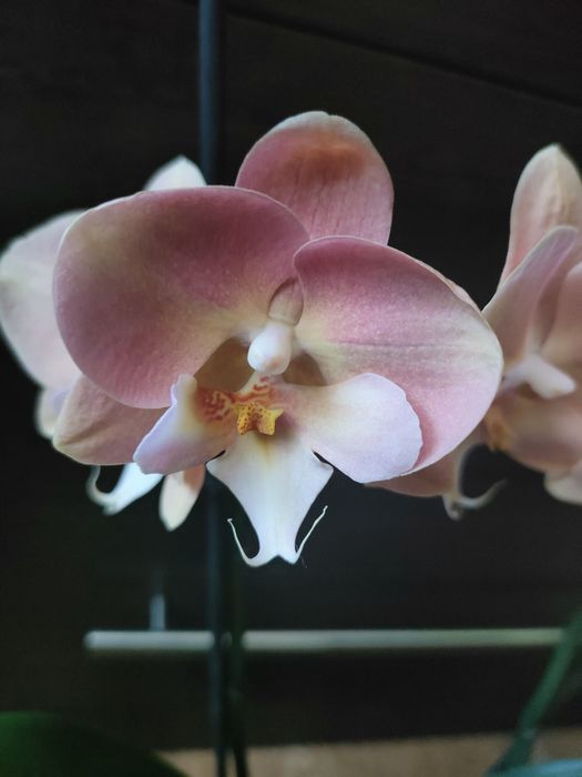 Орхідея, фаленопсіс райдужна.