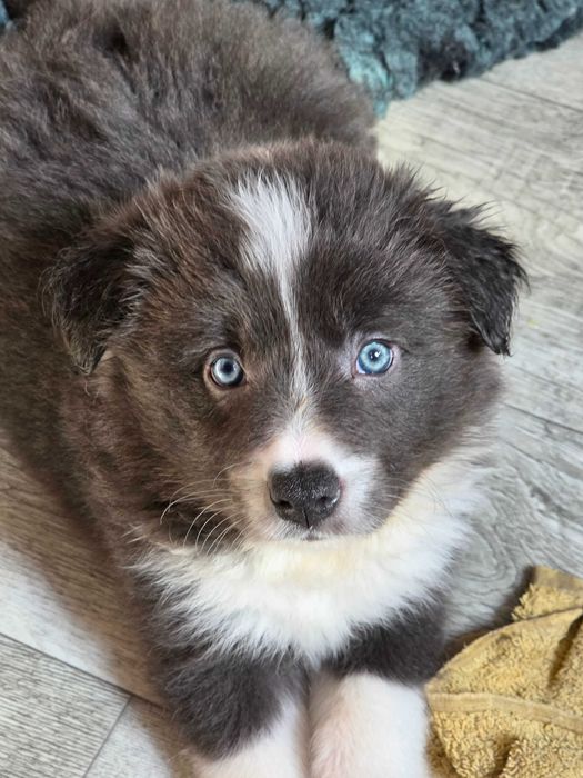 Piesek Border Collie niebiesko-biały