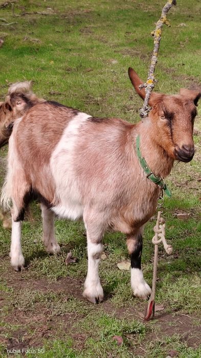 Продаются четыре козы