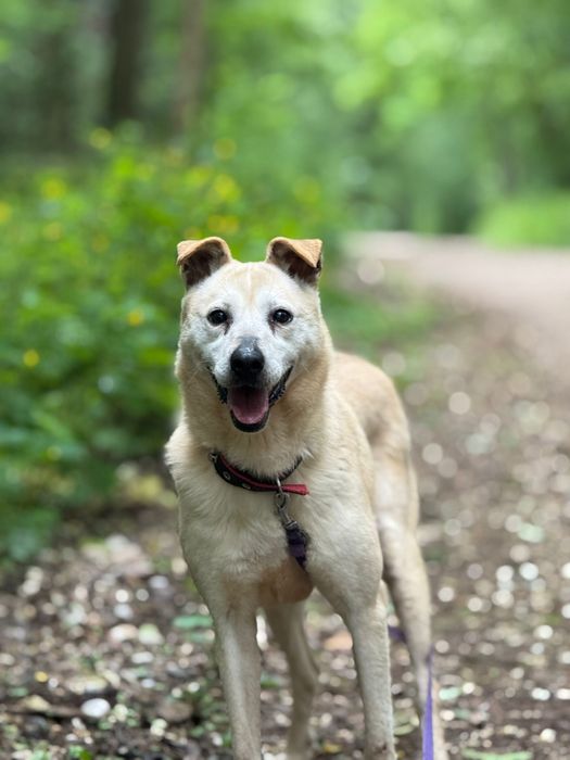Spokojna, łagodna sunia od lat czeka na swój jedyny dom
