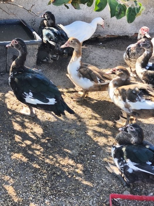 Patos mudos machos e fêmeas