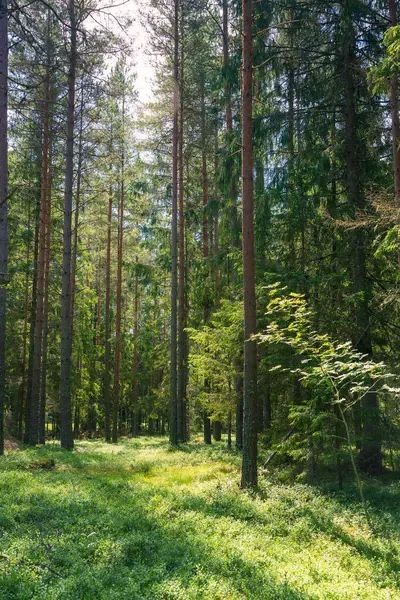 Продаж ділянки гектар