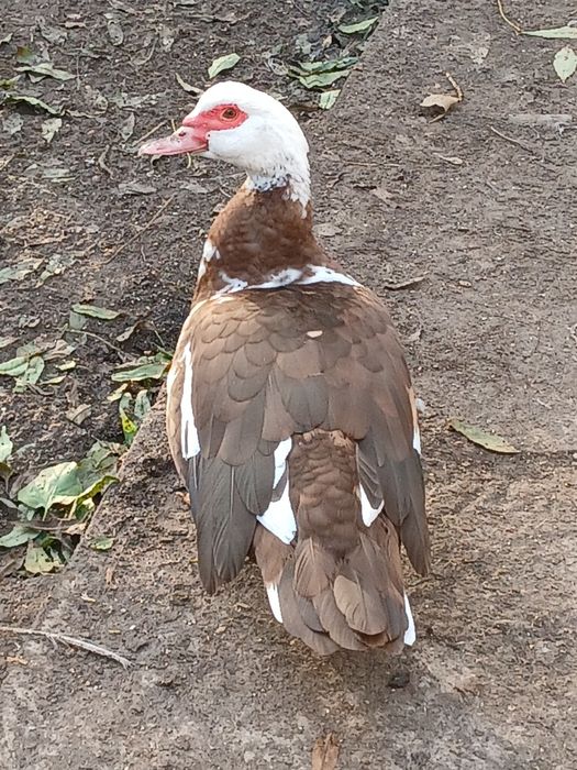 Мускусна качка тяжолой ліній