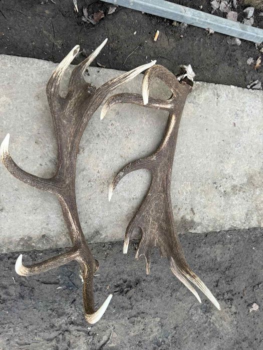 Рога оленя черепа оленя