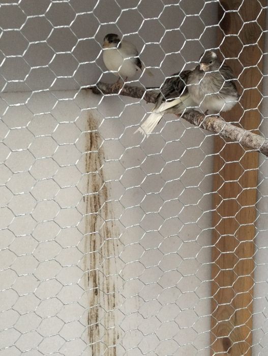 Vendo fife fancys machos e fêmeas