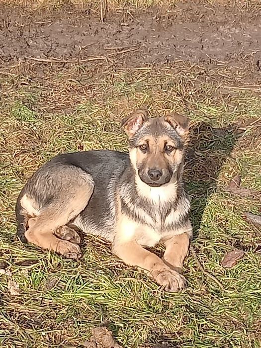 В хорошие руки  отдам