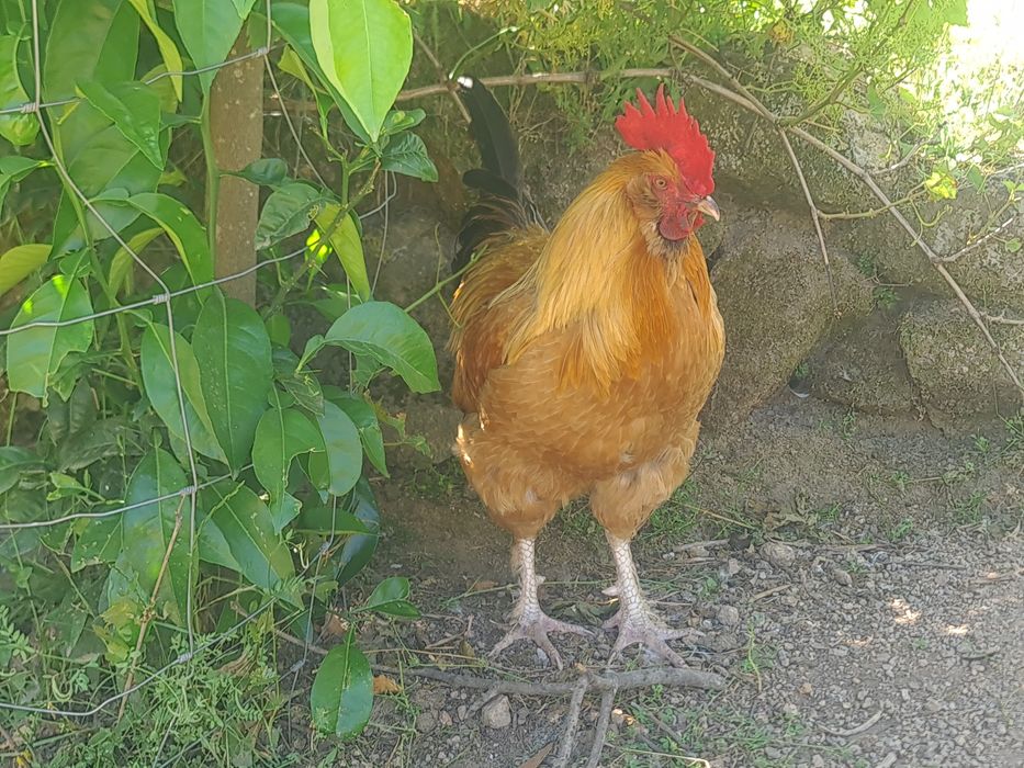 Galos para venda ou troca
