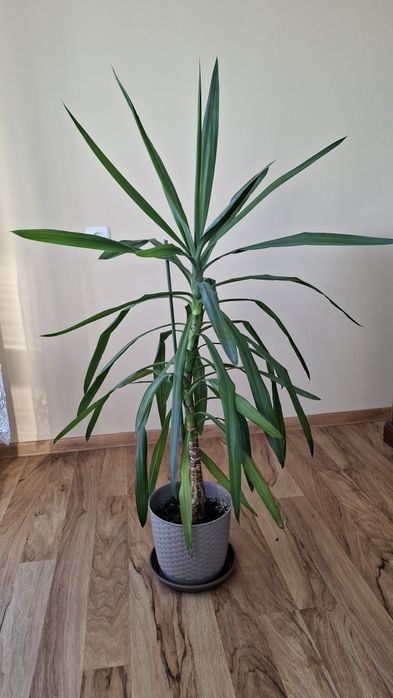 Juka yucca kwiat w doniczce