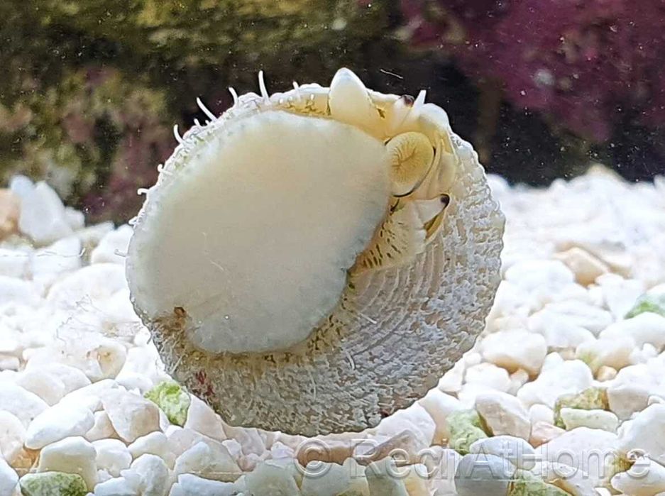 Ermitas, turbos, nassarius equipes limpeza aquario