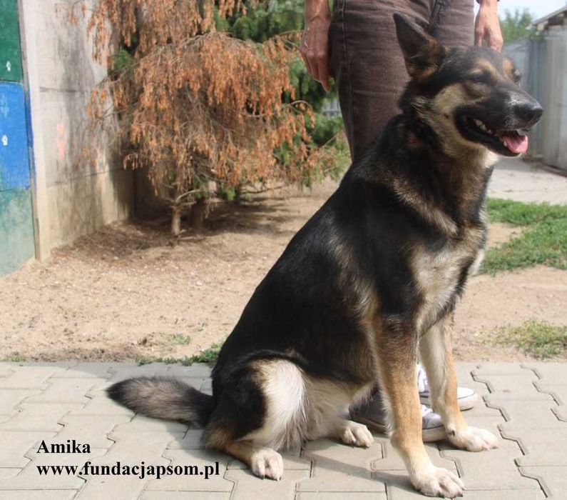 Amika, przyjaciółka wilczyca