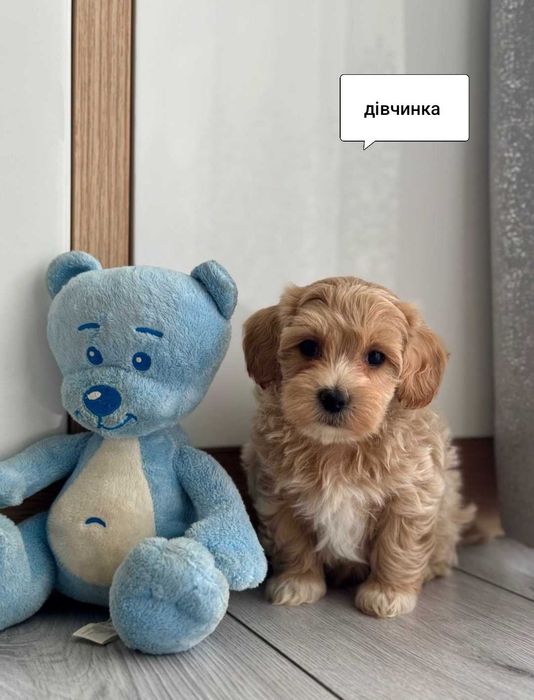 Мальтійська болонка.