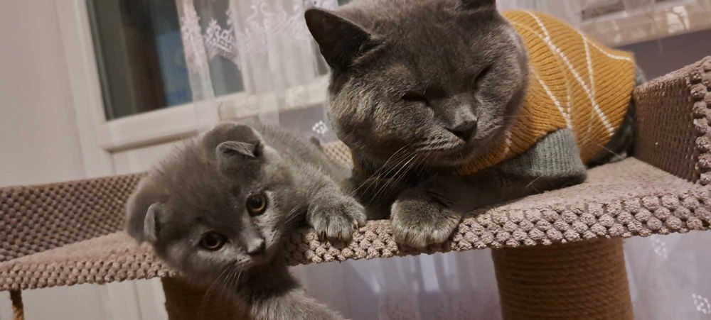 Шотландець висловухий вакцинацією па портом окрас блакитний