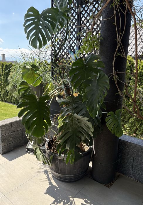 split leaf monstera Monstera Deliciosa 'Split Leaf'