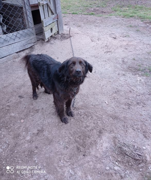 Віддам сторожову собаку