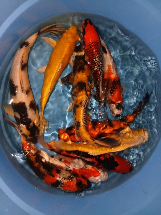 Carpas koi selecção premium